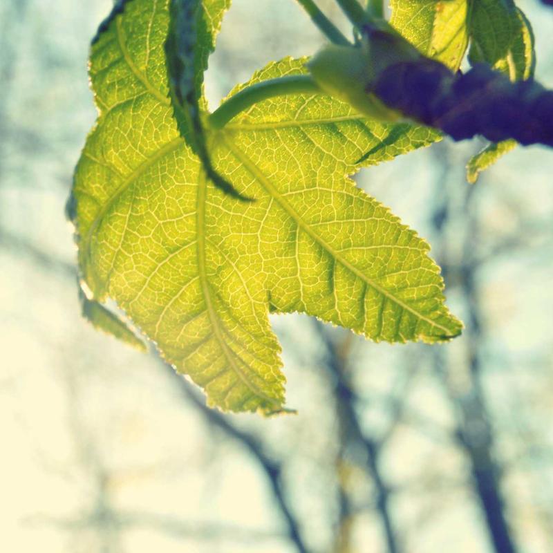 Olive Fresh Daily Cologne - Image 1